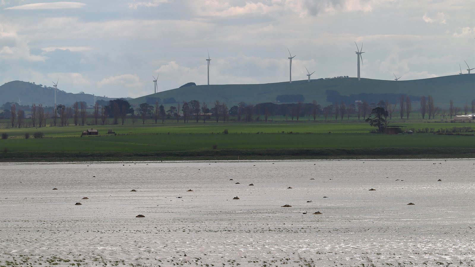 Black swans nesting across the shallow water of Lake Learmonth, with farmland, an avenue of trees and wind turbines on the hills behind